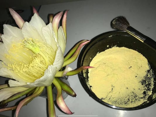 Pollen of Dragon Fruit Flower
